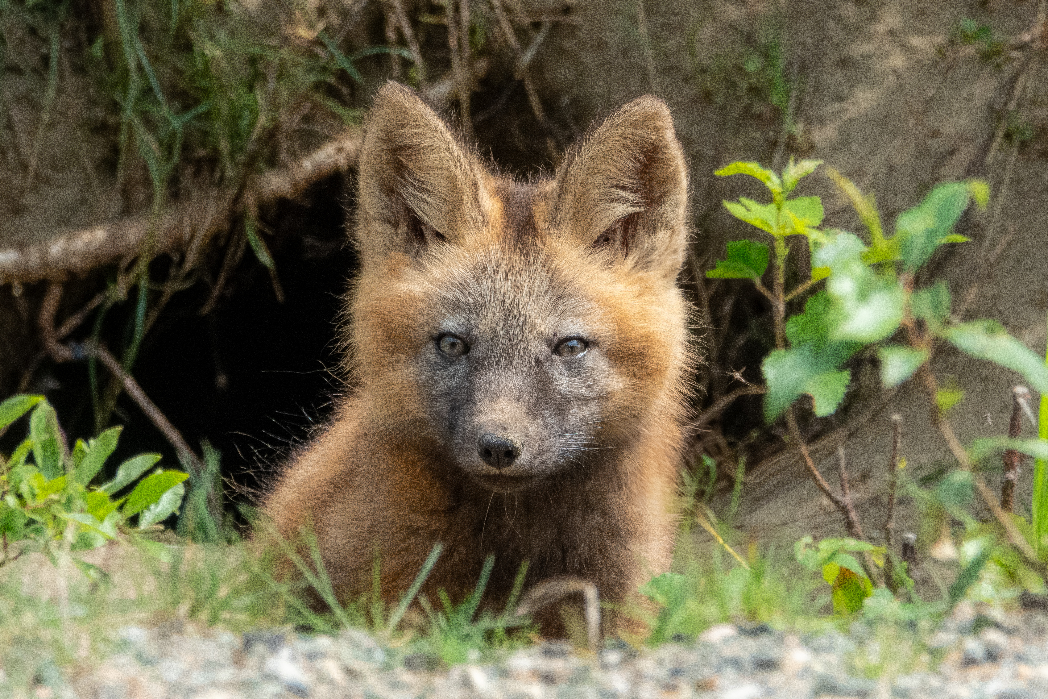 Renardeau dans la forêt canadienne